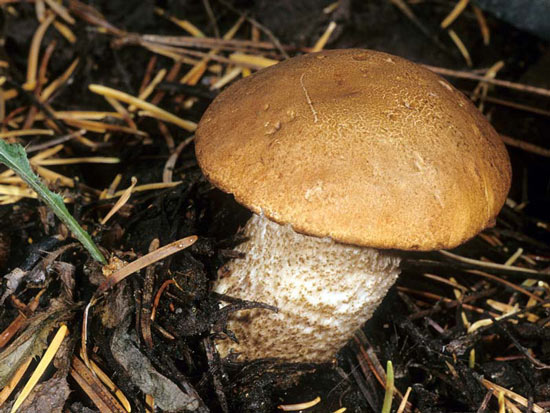 Leccinum discolor - Mushroom Species Images