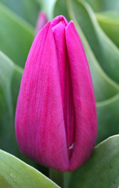 Purple Prince -                                                         Species Tulip| TITA | ტიტა                                                        