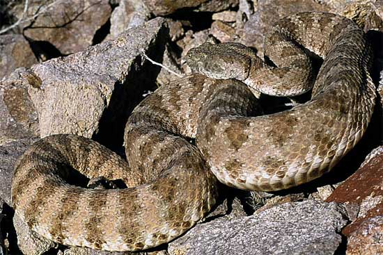 Crotalus angelensis - Isla Angel de la Guarda Rattlesnake - snake species | gveli | გველი