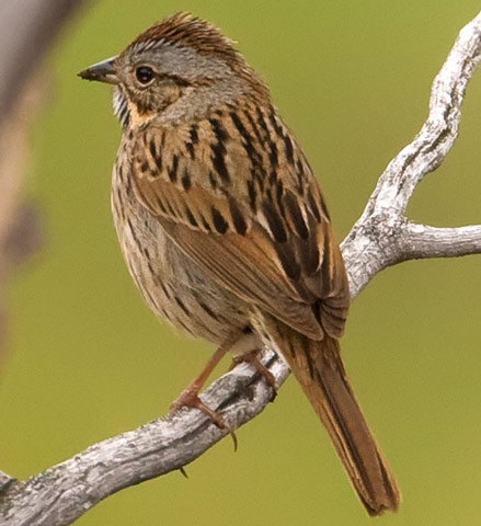 Lincoln's Sparrow - Bird Species | Frinvelis jishebi | ფრინველის ჯიშები