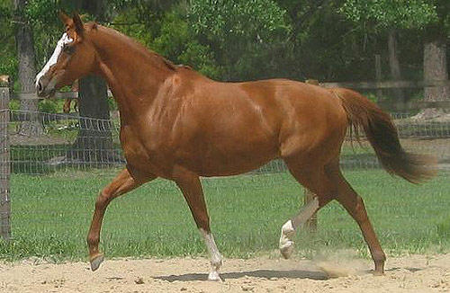ცხენი American Thoroughbred - ის სურათი