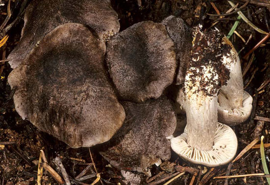 Tricholoma atroviolaceum - Fungi species | sokos jishebi | სოკოს ჯიშები