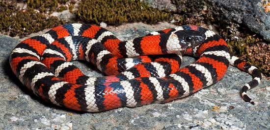 Lampropeltis zonata multicincta - Sierra Mountain Kingsnake - snake species | gveli | გველი