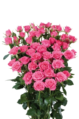 Lianne - Rose Varieties | VARDI | ვარდი                                                                                                                