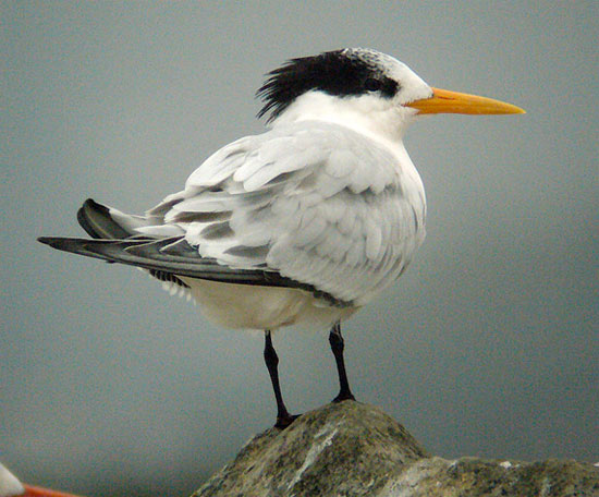 Elegant Tern - Bird Species | Frinvelis jishebi | ფრინველის ჯიშები
