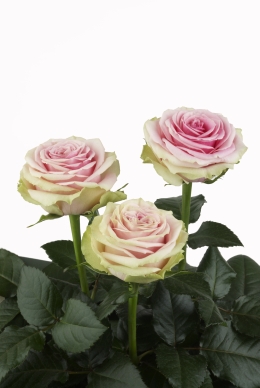 Tickled Pink - Rose Varieties | VARDI | ვარდი                                                                                                                
