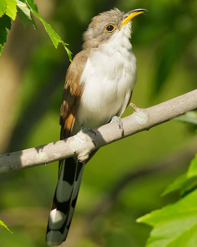 Yellow-billed Cuckoo - Bird Species | Frinvelis jishebi | ფრინველის ჯიშები
