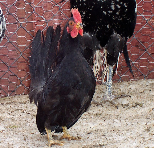 Japanese Bantam 3 - chicken Breeds | ქათმის ჯიშები | qatmis jishebi