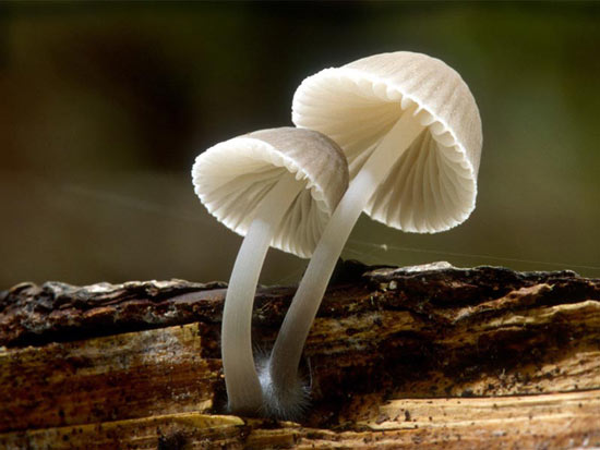 Mycena abramsii - Mushroom Species Images