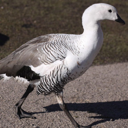 Magellan/Upland Goose - Bird Species | Frinvelis jishebi | ფრინველის ჯიშები