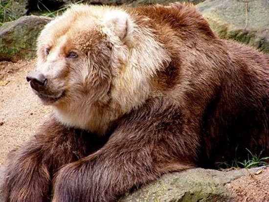 Kodiak Bear - bears species | datvis jishebi | დათვის ჯიშები