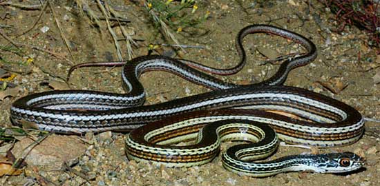 STRIPED WHIPSNAKE  Coluber taeniatus - snake species | gveli | გველი