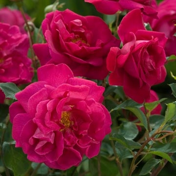 Tam o'Shanter - Rose Varieties | VARDI | ვარდი                                                                                                                