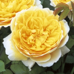 Charlotte - Own Root - Rose Varieties | VARDI | ვარდი                                                                                                                
