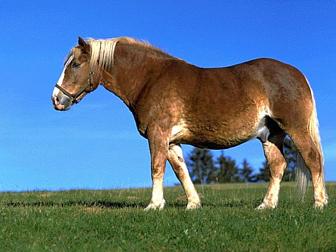 კატა Boer Pony - ის სურათი