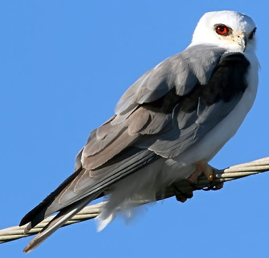 White-tailed Kite - Bird Species | Frinvelis jishebi | ფრინველის ჯიშები