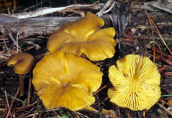 Chrysomphalina chrysophylla - Fungi species | sokos jishebi | სოკოს ჯიშები