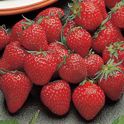 Irresistible - Strawberry Varieties