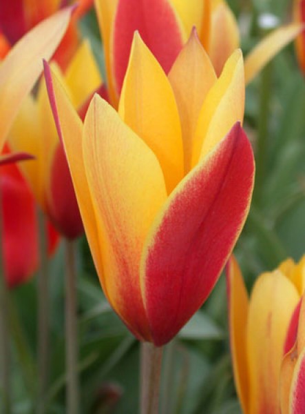 Clusiana 'Cynthia' -                                                         Species Tulip| TITA | ტიტა                                                        