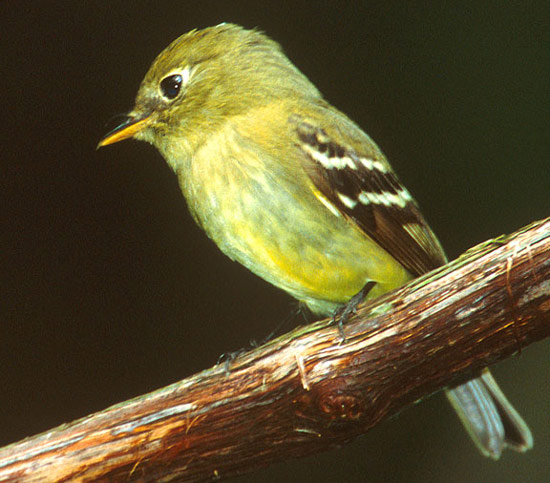 Yellow-bellied Flycatcher - Bird Species | Frinvelis jishebi | ფრინველის ჯიშები
