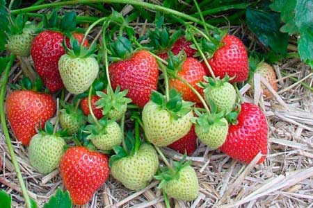Mae - Strawberry Varieties