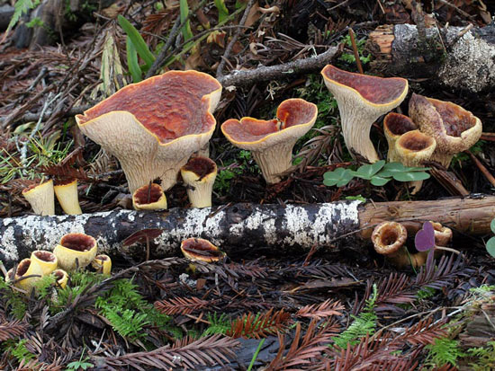Gomphus kauffmanii: Turbinellus kauffmanii - Mushroom Species Images