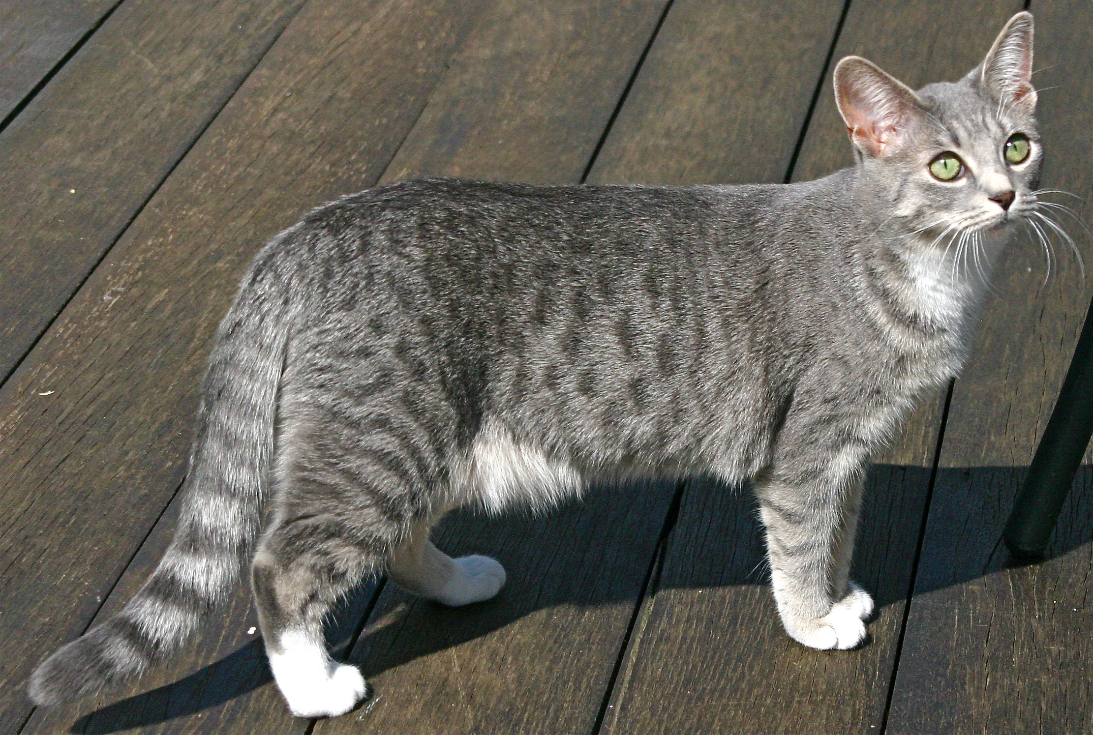 Egyptian Mau 3 - cat Breeds | კატის ჯიშები | katis jishebi