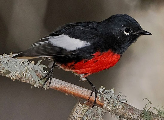 Painted Redstart - Bird Species | Frinvelis jishebi | ფრინველის ჯიშები