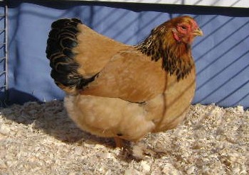 Brahma 2 - chicken Breeds | ქათმის ჯიშები | qatmis jishebi