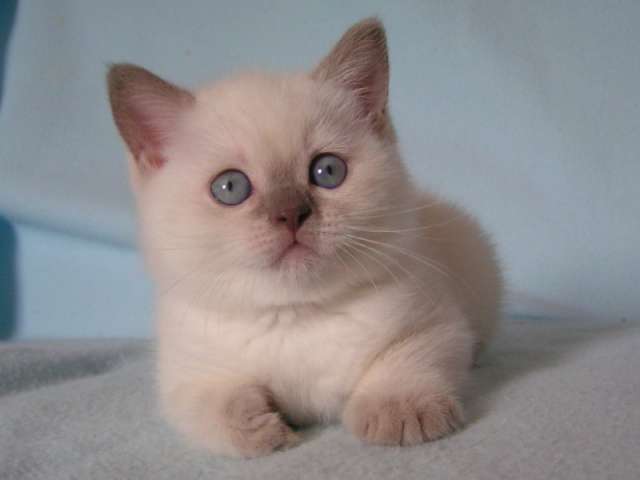 Cat Kitten Arabian mau - cat Breeds | კატის ჯიშები | katis jishebi