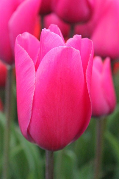 Pomerol -                                                         Species Tulip| TITA | ტიტა                                                        