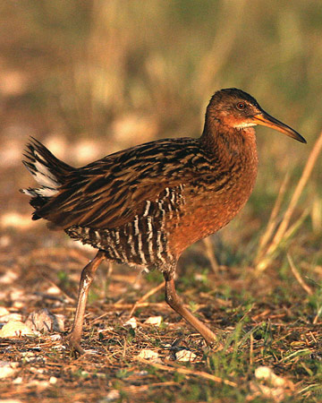 King Rail - Bird Species | Frinvelis jishebi | ფრინველის ჯიშები