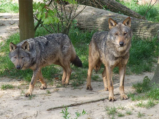 The Iberian Wolf - wolf species | mglis jishebi | მგლის ჯიშები