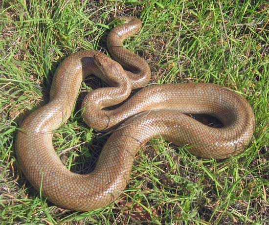Lichanura trivirgata  - Rosy Boa - snake species | gveli | გველი