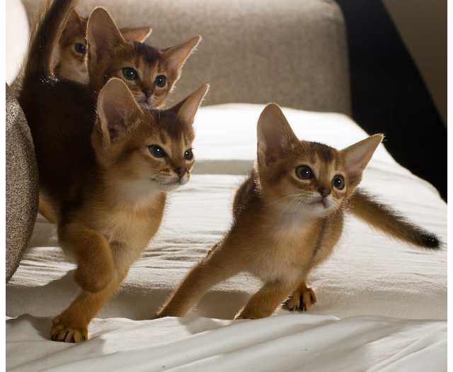 Abyssinian - cat Breeds | კატის ჯიშები | katis jishebi