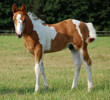 ცხენი American Paint Horse - ის სურათი