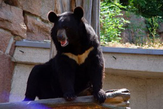  Baluchistan Black Bear  - bears species | datvis jishebi | დათვის ჯიშები