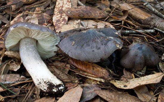Entoloma bloxami - Mushroom Species Images