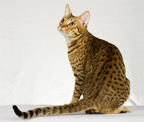 Ocicat - cat Breeds | კატის ჯიშები | katis jishebi