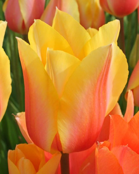 Blushing Beauty -                                                         Species Tulip| TITA | ტიტა                                                        