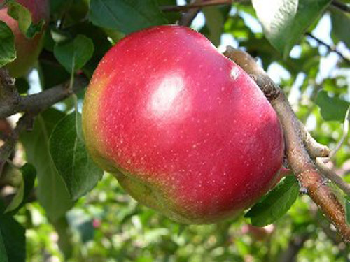 Hardy Cumberland - Apple Varieties