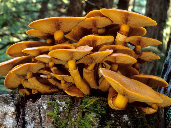 Gymnopilus spectabilis - Mushroom Species Images