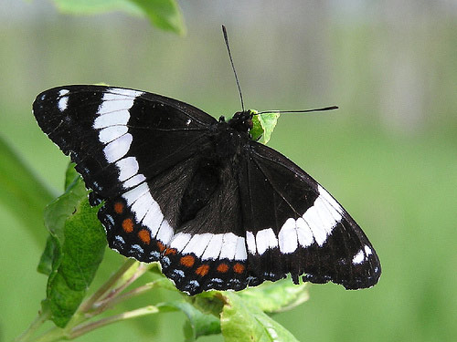 White Admiral - Butterfly species | PEPLIS JISHEBI | პეპლის ჯიშები