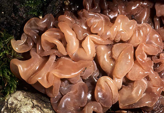 Tremella foliacea - Fungi species | sokos jishebi | სოკოს ჯიშები