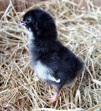 Japanese Bantam 1 - chicken Breeds | ქათმის ჯიშები | qatmis jishebi