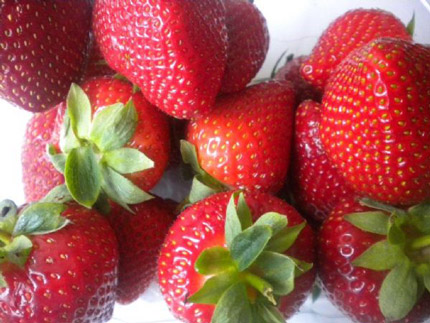 Vibrant - Strawberry Varieties