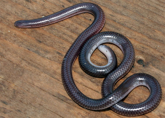 Rena humilis humilis - Southwestern Threadsnake - snake species | gveli | გველი