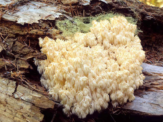 Hericium abietis - Fungi species | sokos jishebi | სოკოს ჯიშები