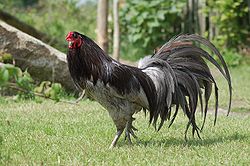 Sumatra 3 - chicken Breeds | ქათმის ჯიშები | qatmis jishebi