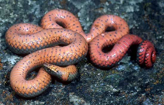 Diadophis punctatus occidentalis - Northwestern Ring-necked Snake - snake species | gveli | გველი